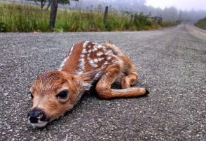 baby-deer